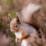 MD2012-1808-squ