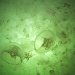 MD2013-1281 1024squ