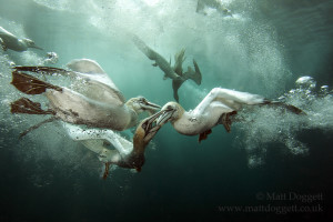 Fish Fight! Northern gannets, Morus bassanus, Scotland