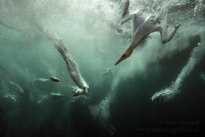 Diving gannets, Morus bassanus, Scotland