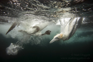 Half-in, Half-out, northern gannets, Morus bassanus, Scotland