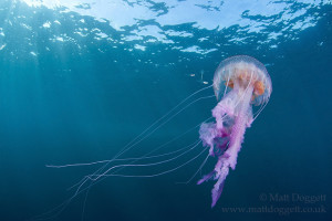 Mauve stinger, Pelagia noctiluca, Sula Sgeir, Scotland