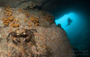 Velvet swimming crab, Necora puber, Sula Sgeir, Scotland