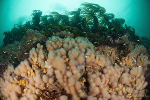 Fish Nursery, Nipple Rock, Scotland