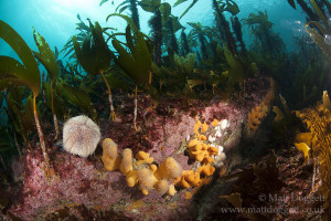 Kelp park habitat, North Rona, Scotland
