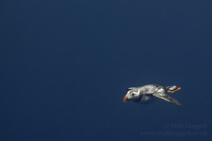 Atlantic puffin, Fratercula arctica, North Rona, Scotland