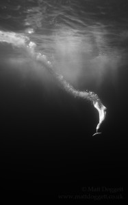 Gone Fishing, northern gannet, Morus bassanus, Scotland