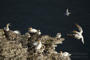 Northern gannets (Morus bassanus) nesting on the clifftops