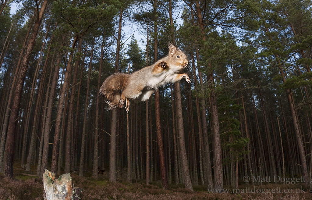 Red squirrel, Sciurus vulgaris